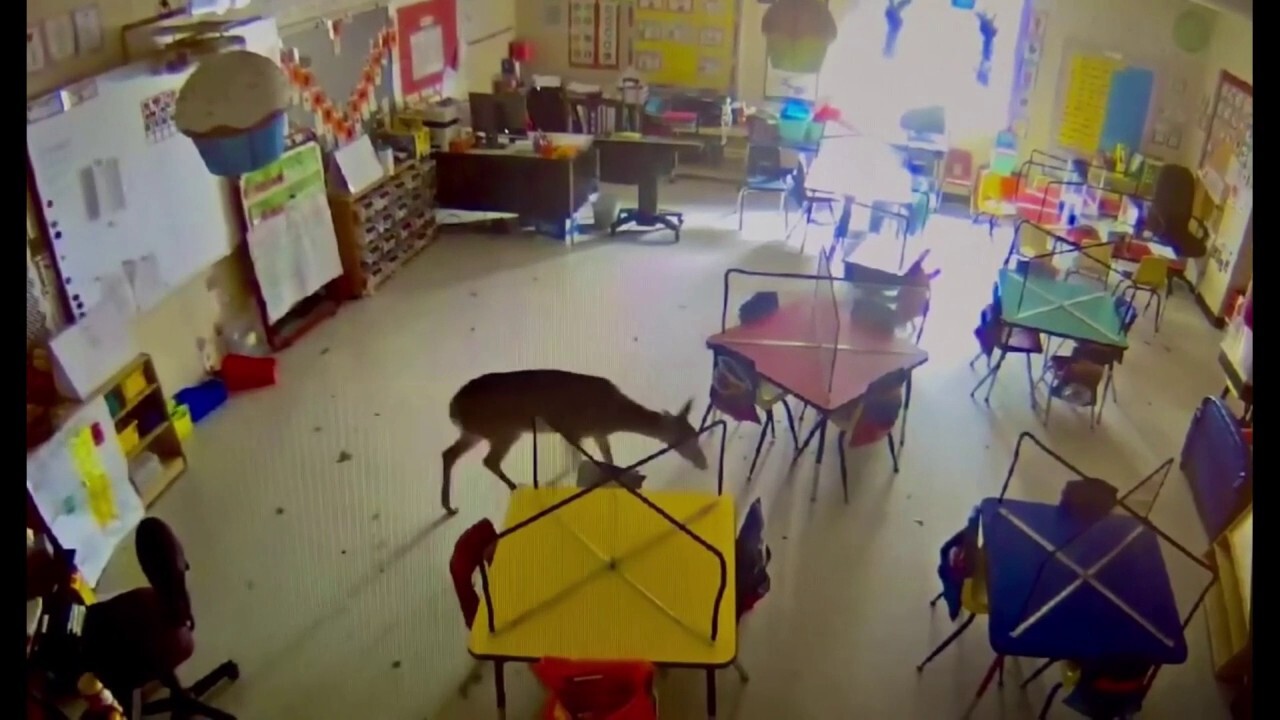 Deer crashes through window of Alabama elementary school classroom, roams around