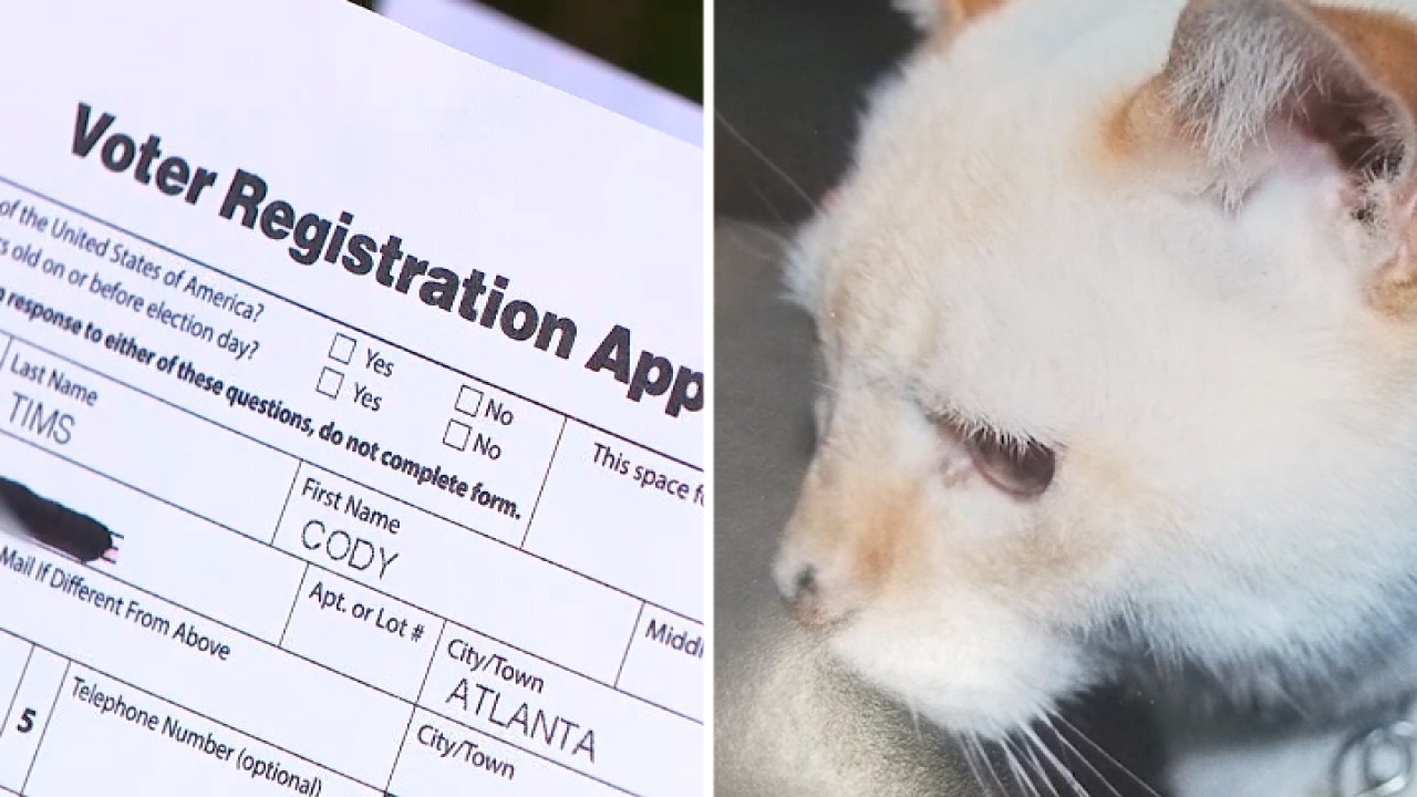 Cat Gets Voter Registration Application In The Mail After Dying 12