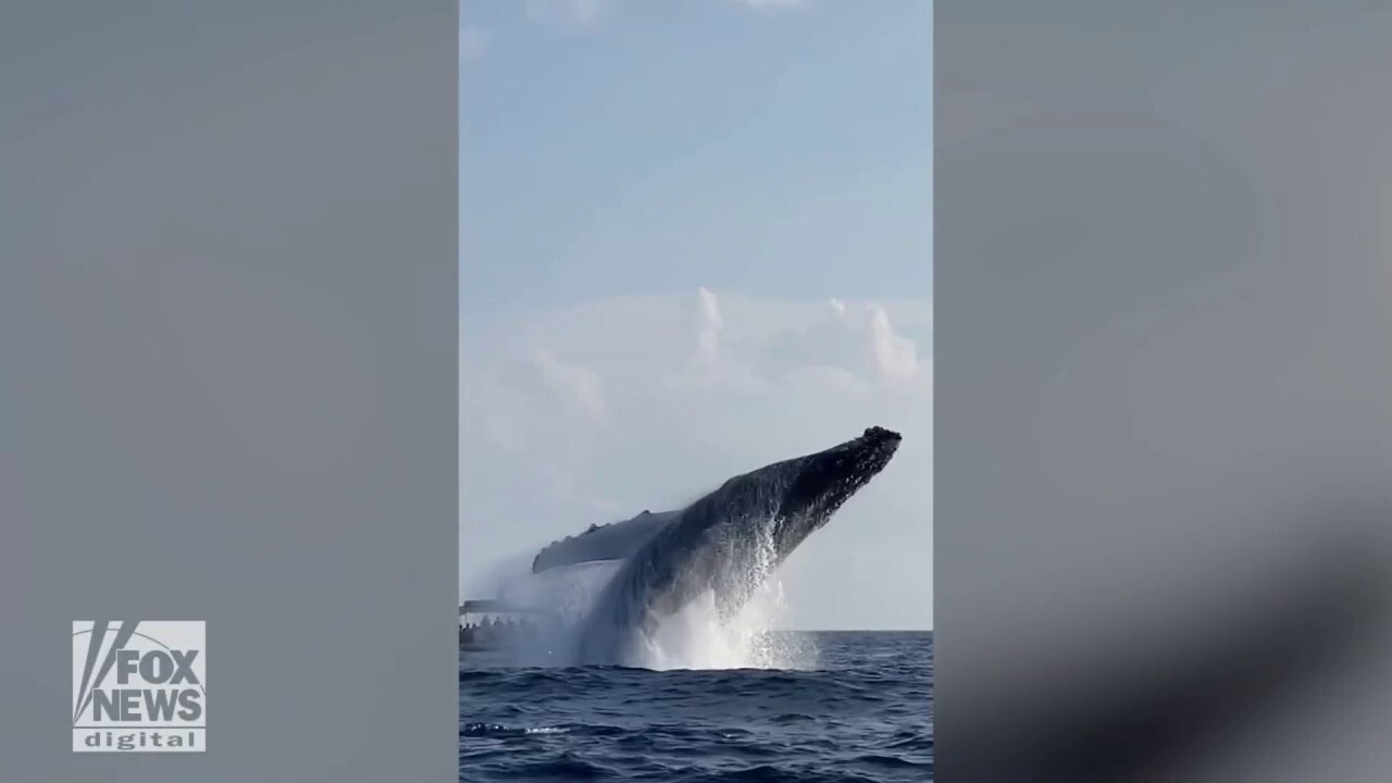 Giant humpback whales seen jumping out of water: Watch the incredible video