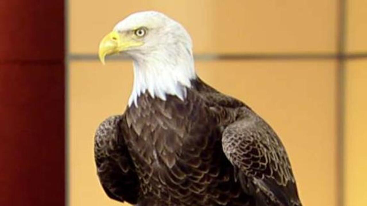 Why the bald eagle symbolizes our freedom
