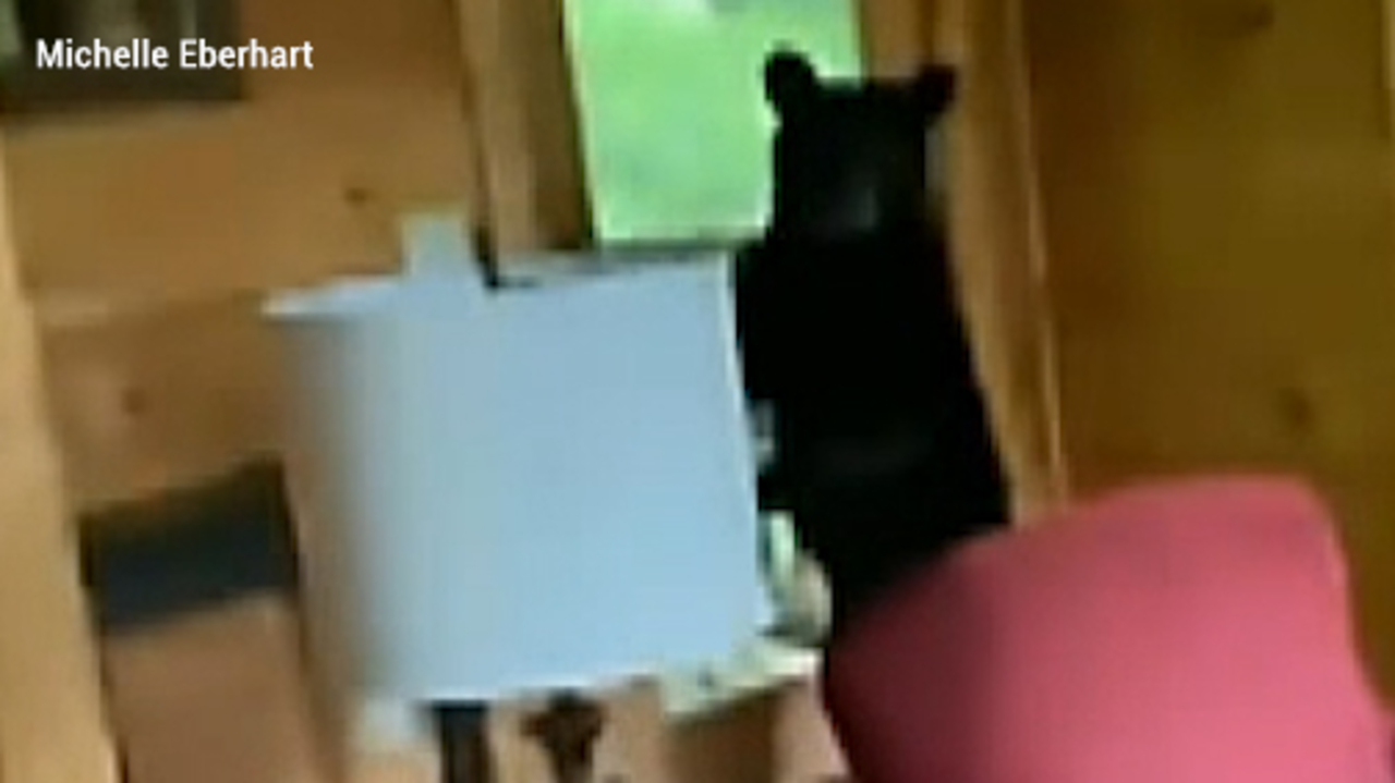 Bear surprises Tennessee vacationers, breaks into cabin and steals pounds of food