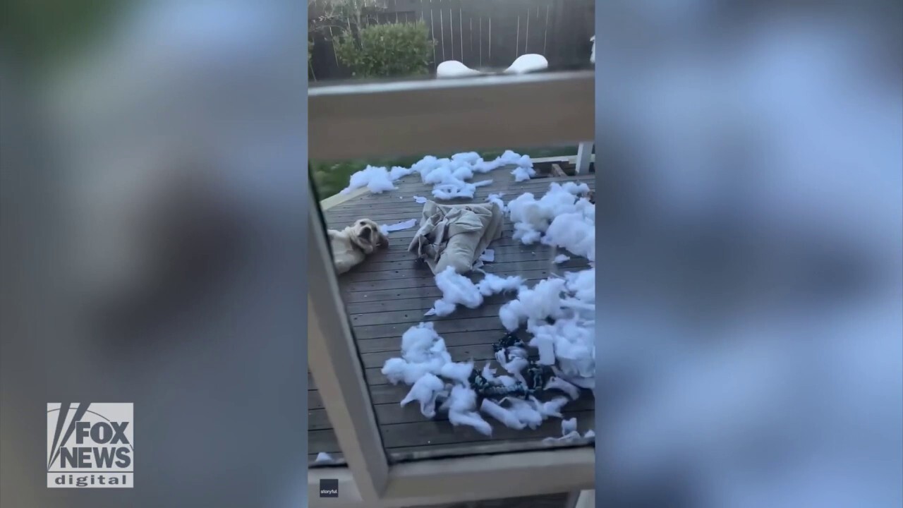 Dog tears up clearance bed