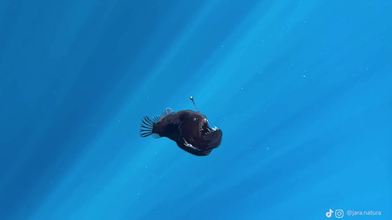 Rare deep-sea anglerfish spotted in shallow waters