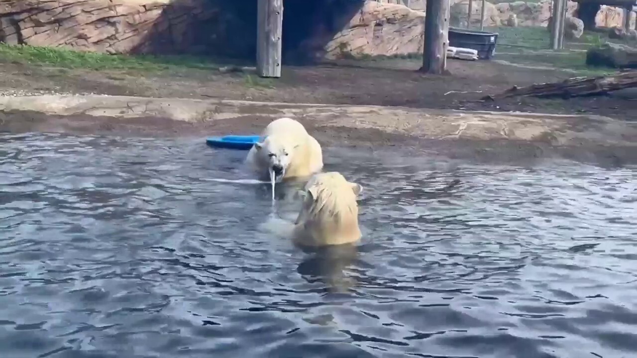 Polar bear sisters play tug of war at local zoo
