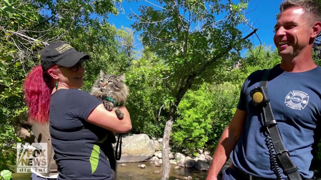 Cat caught high in a tree with its leash tangled is rescued by Colorado firefighters