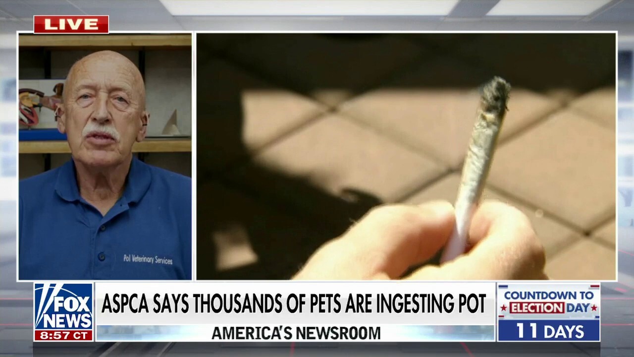 Thousands of pets ingesting marijuana, ASPCA warns
