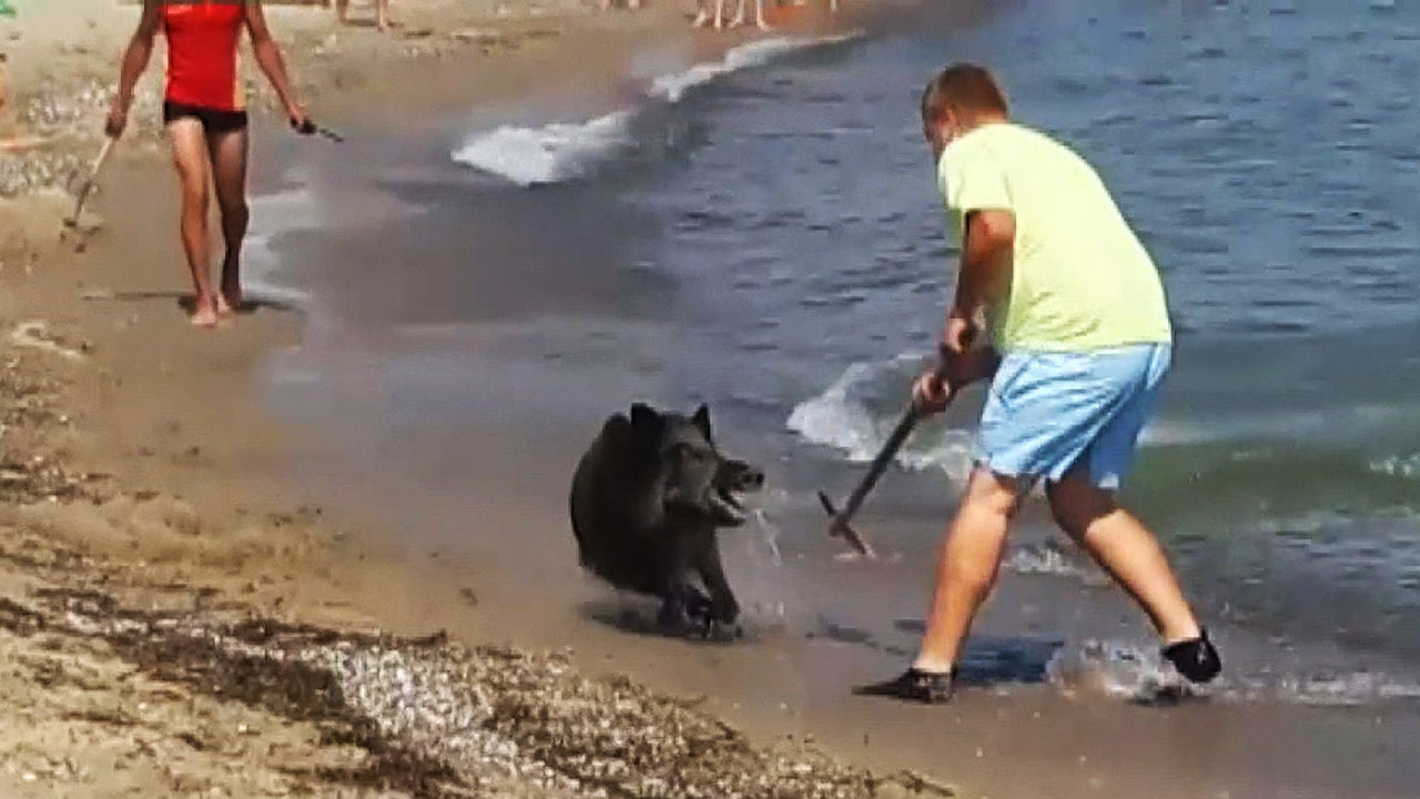 Wild boar gives German beachgoers a shock