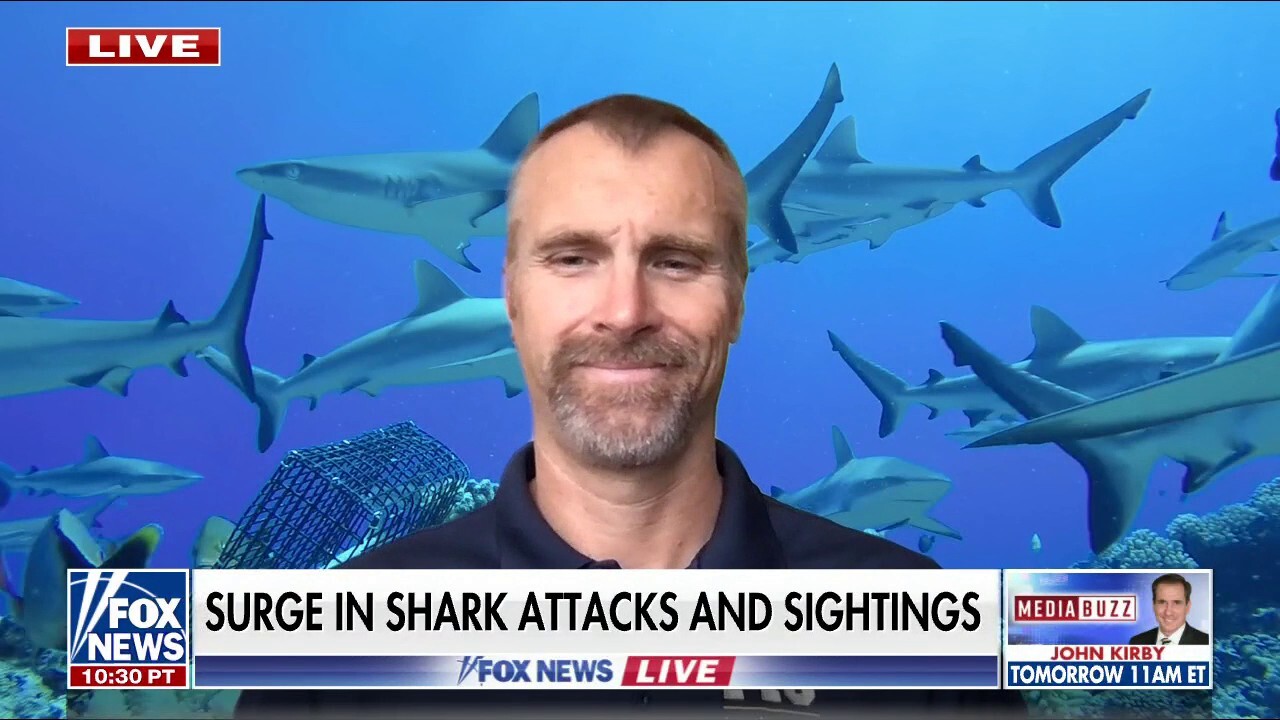 Surge in shark attacks, sightings not something to worry about for beachgoers: Marine ecologist