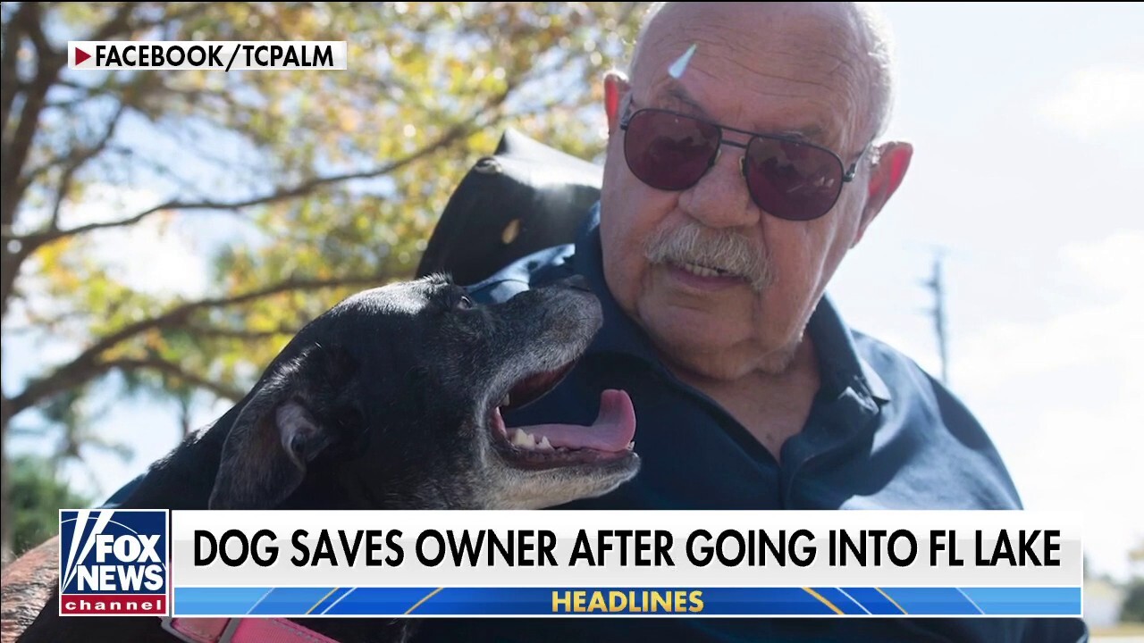 Dog saves owner after going into Florida lake