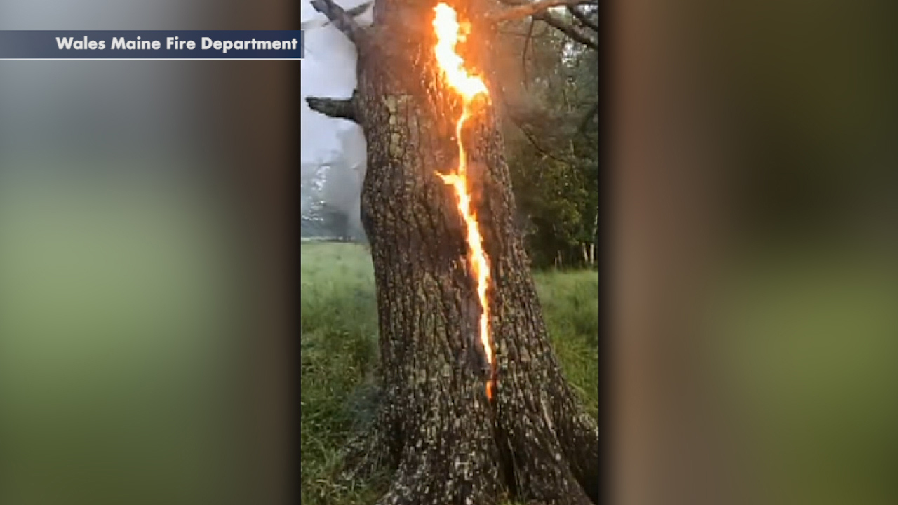 Lightning strikes tree in Maine