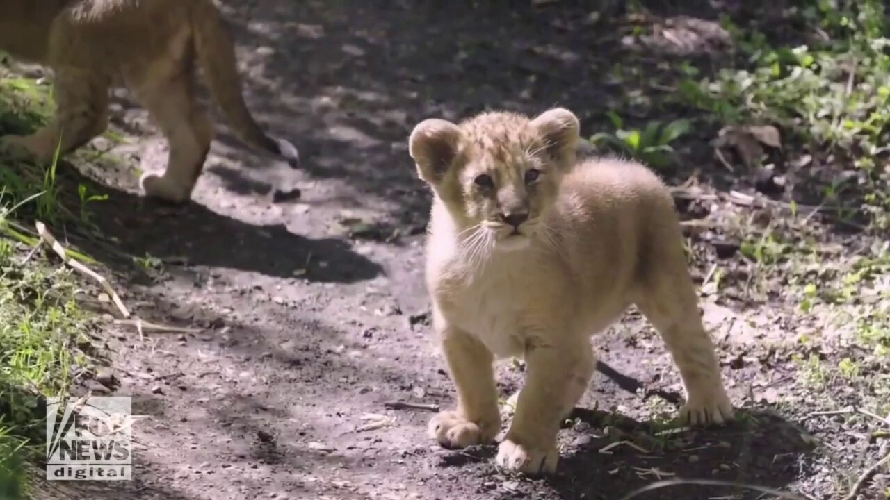 Baby lions at the London Zoo get their official names