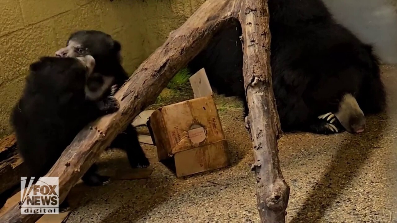 Sloth bear cubs seen playing in adorable video