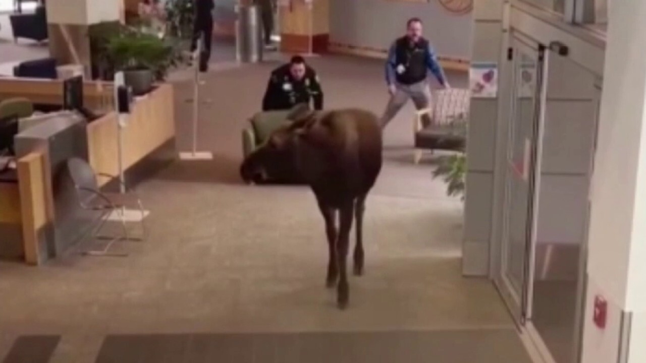 Moose on the loose seen wandering around Alaska hospital