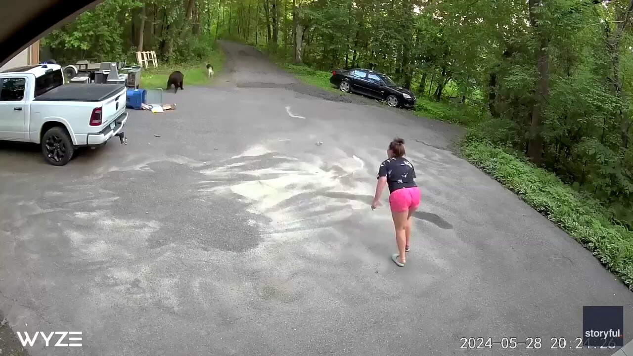 Разтуптяващо видео показва куче, преследващо мечка, след това жена от Минесота на алеята: `Хвърли се върху мен`