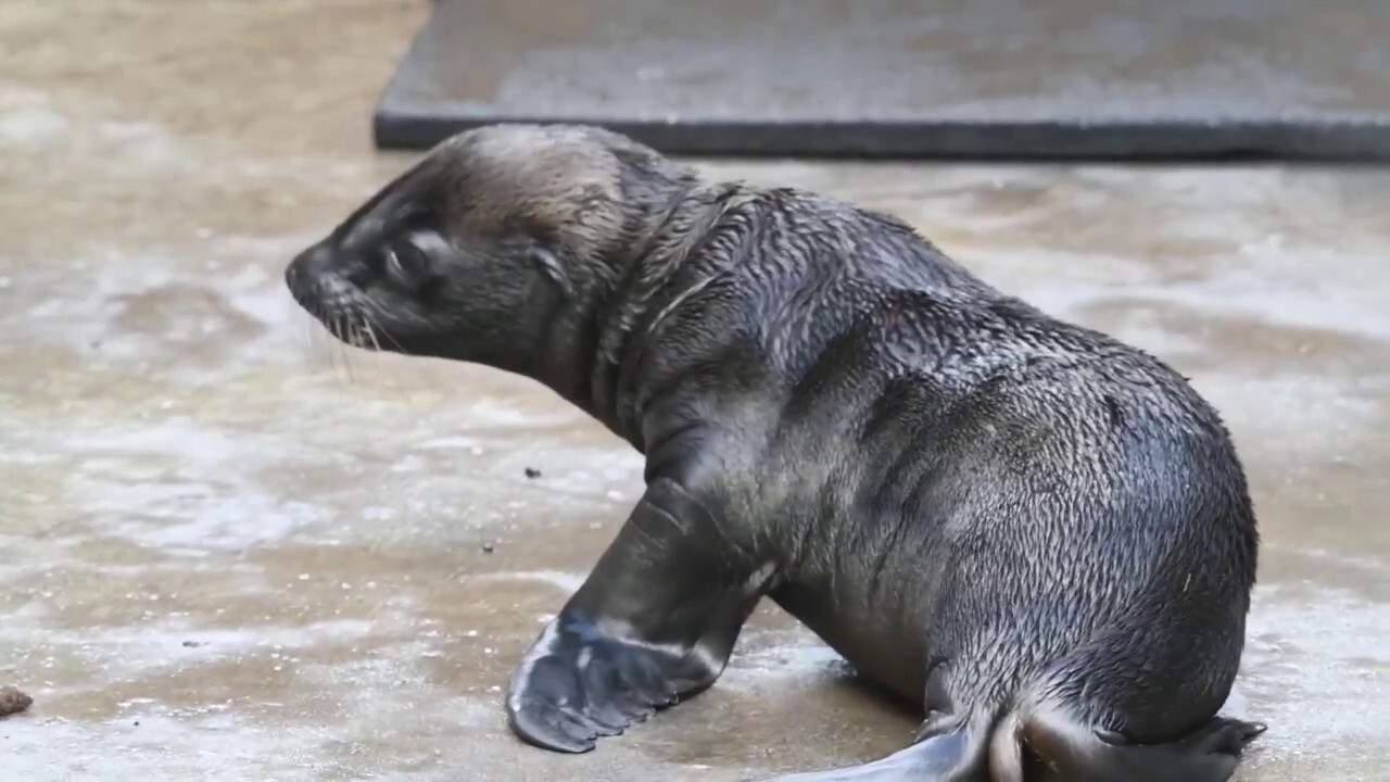 Washington zoo celebrates birth of its first sea lion pup