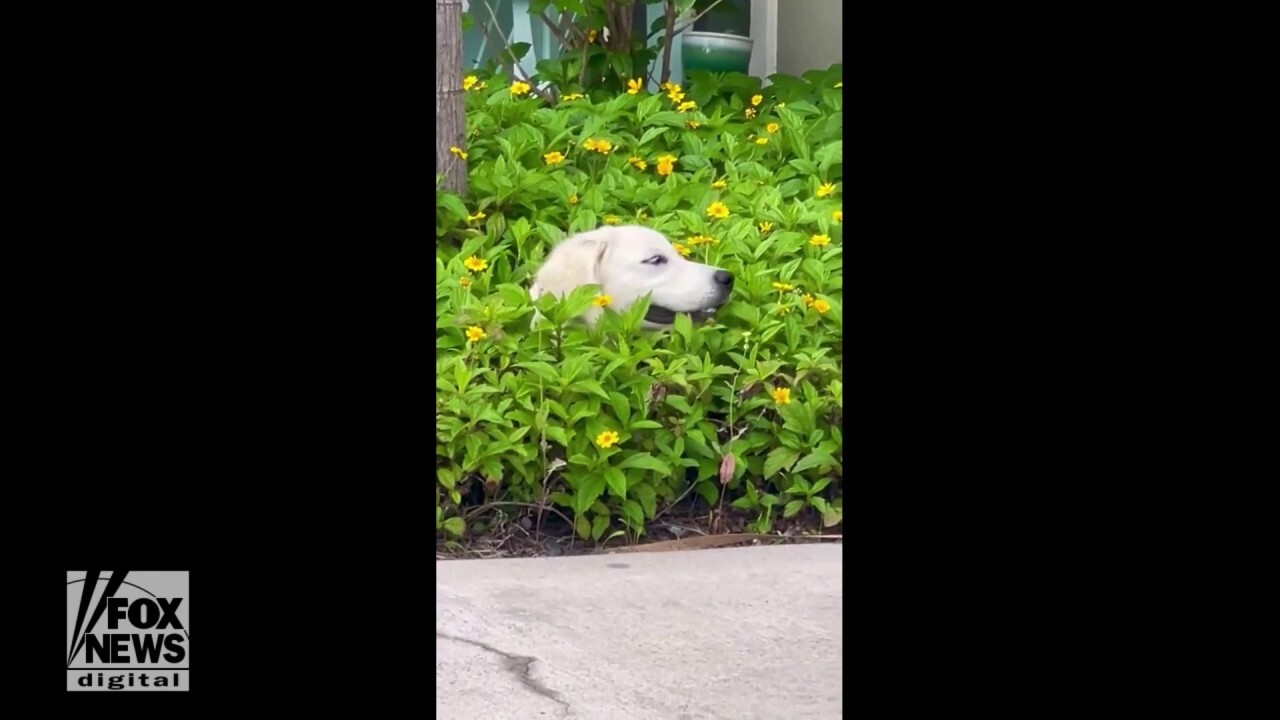 Texas dog plants itself in some spring flowers
