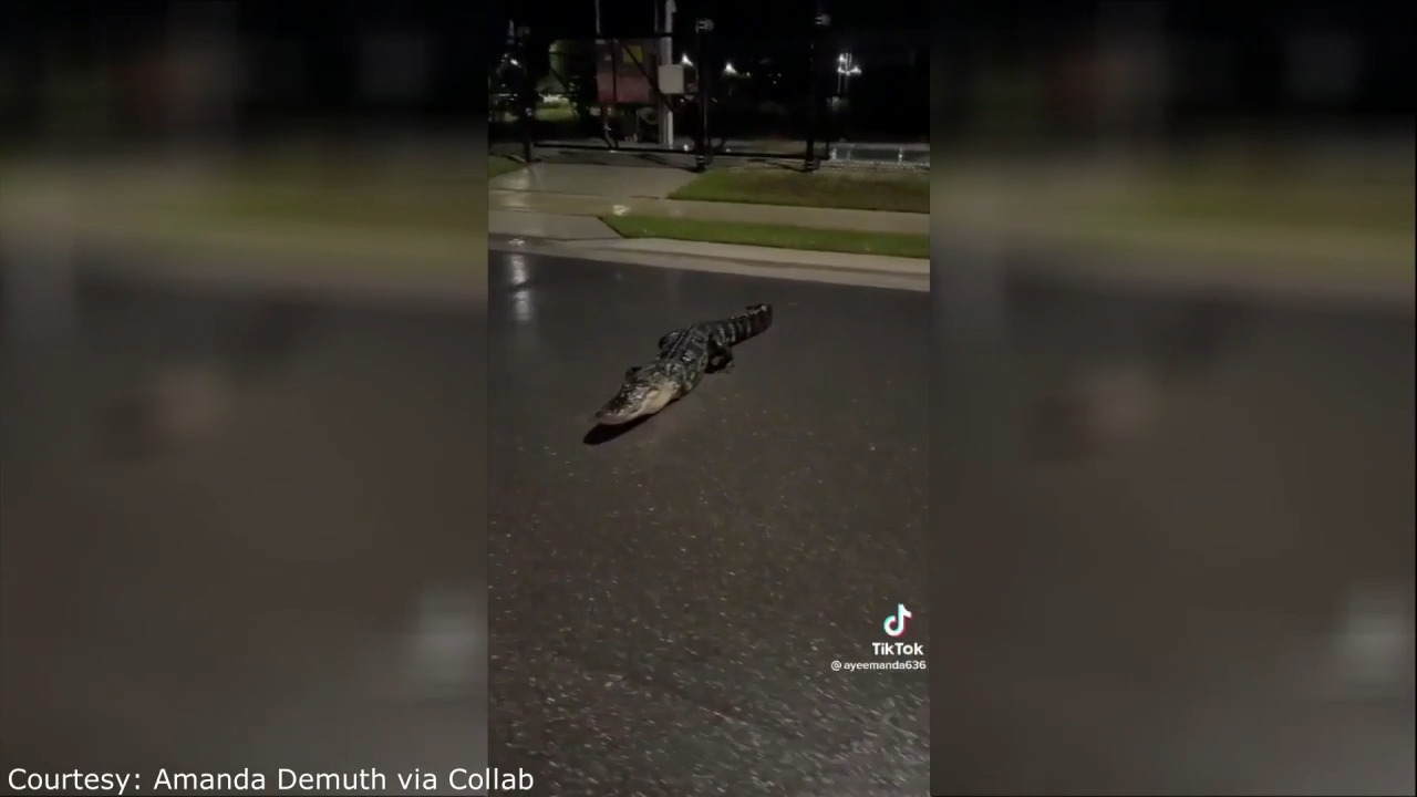 3-legged alligator spotted in Florida