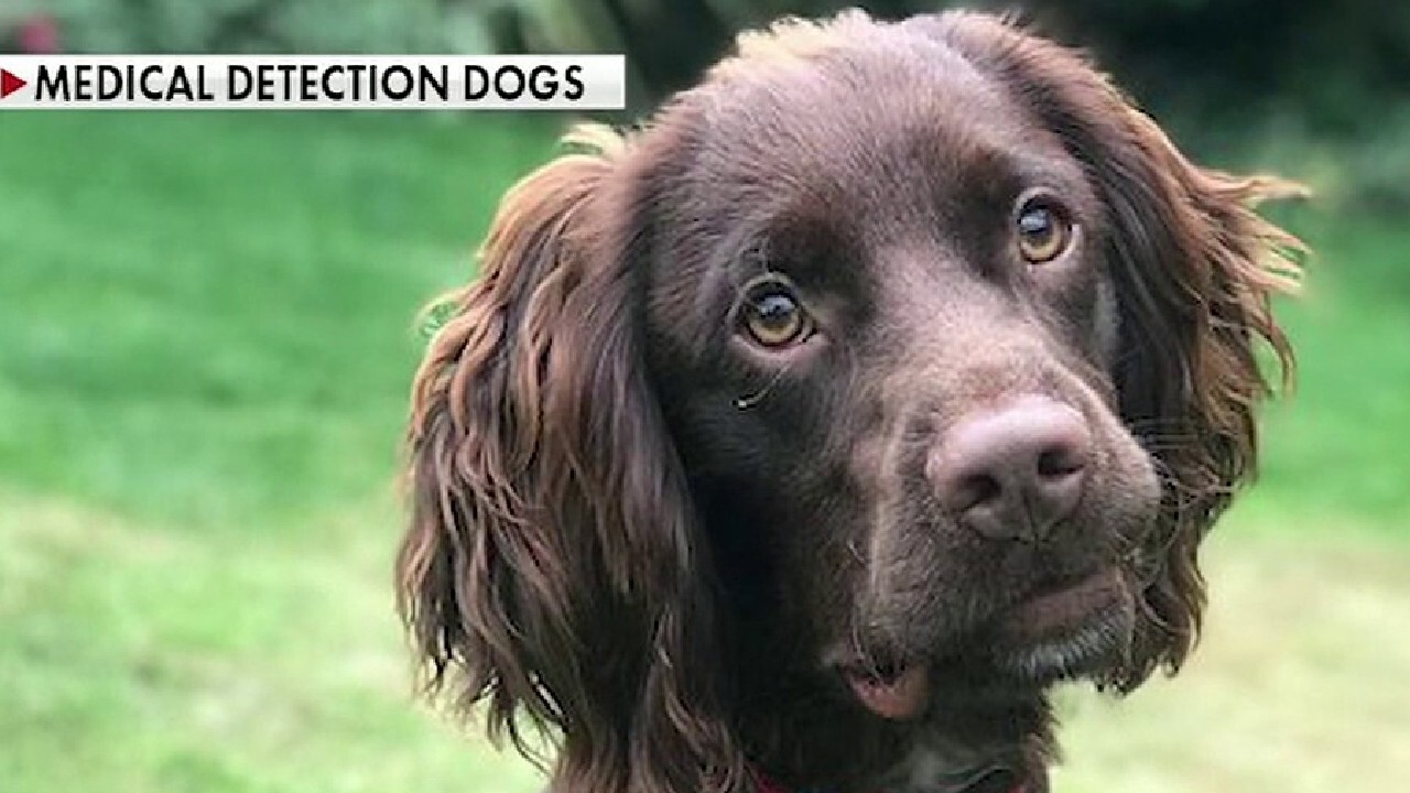 Medical dogs that can sniff out cancer are being trained to detect coronavirus
