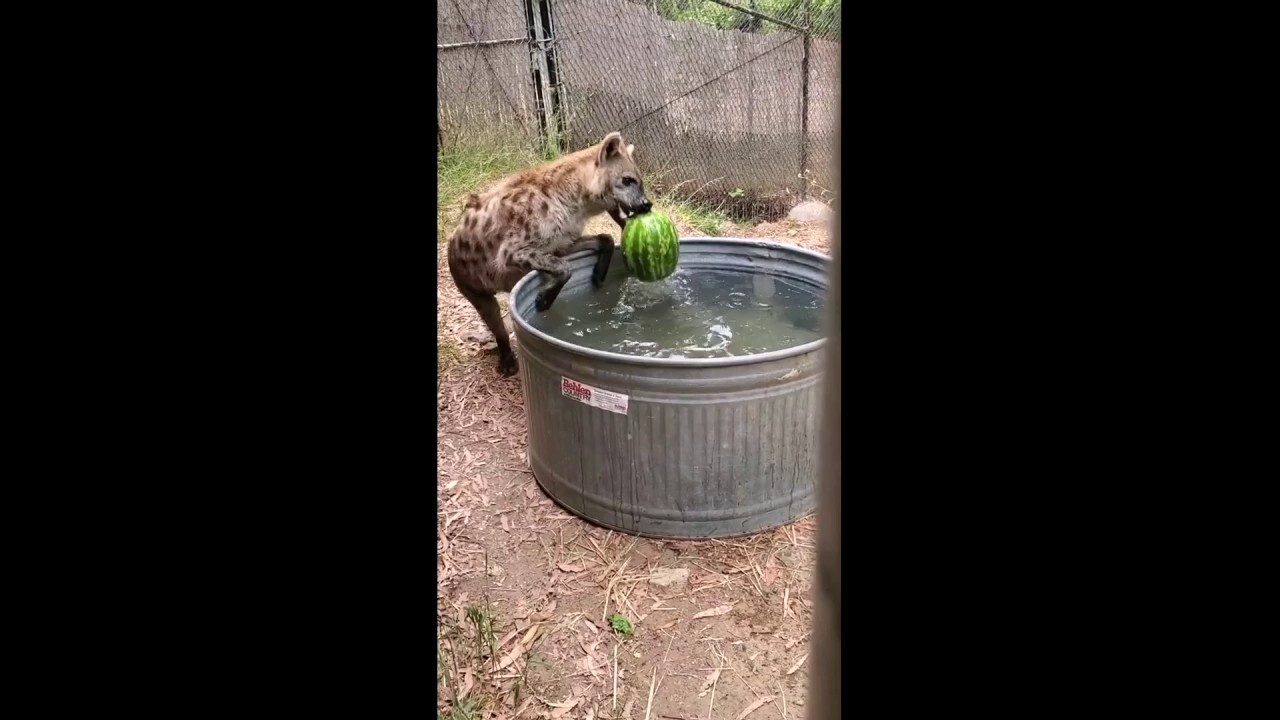Hyena determined to snag a watermelon snack