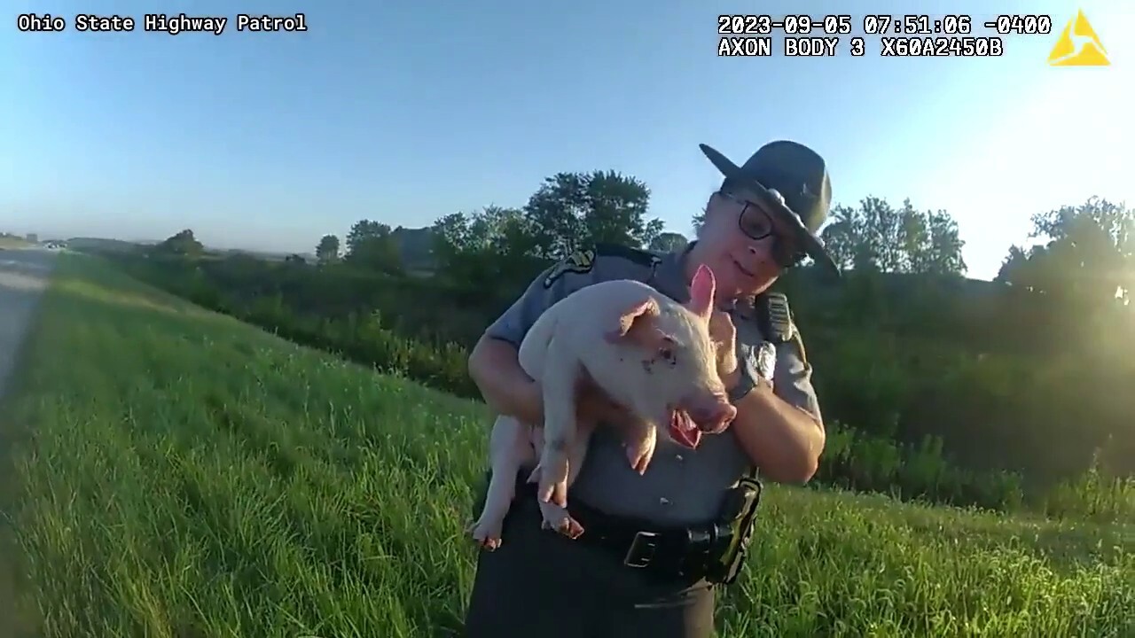 Highway hog rescue caught on bodycam in Ohio