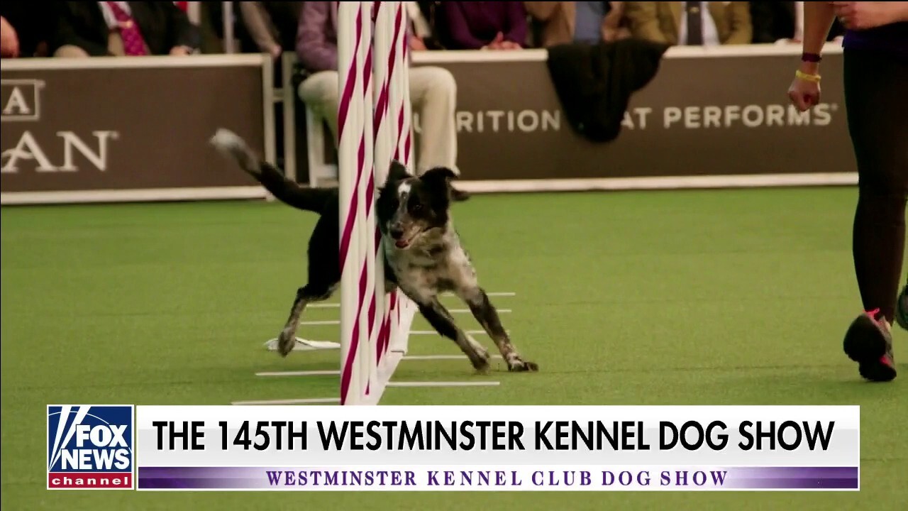 Fox news store westminster dog show