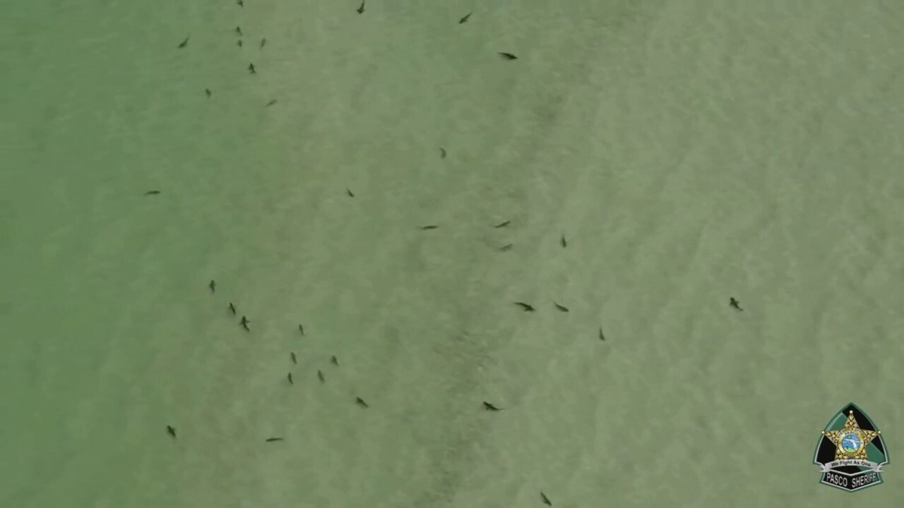 Florida sheriff captures video of shark-infested waters, issues warning