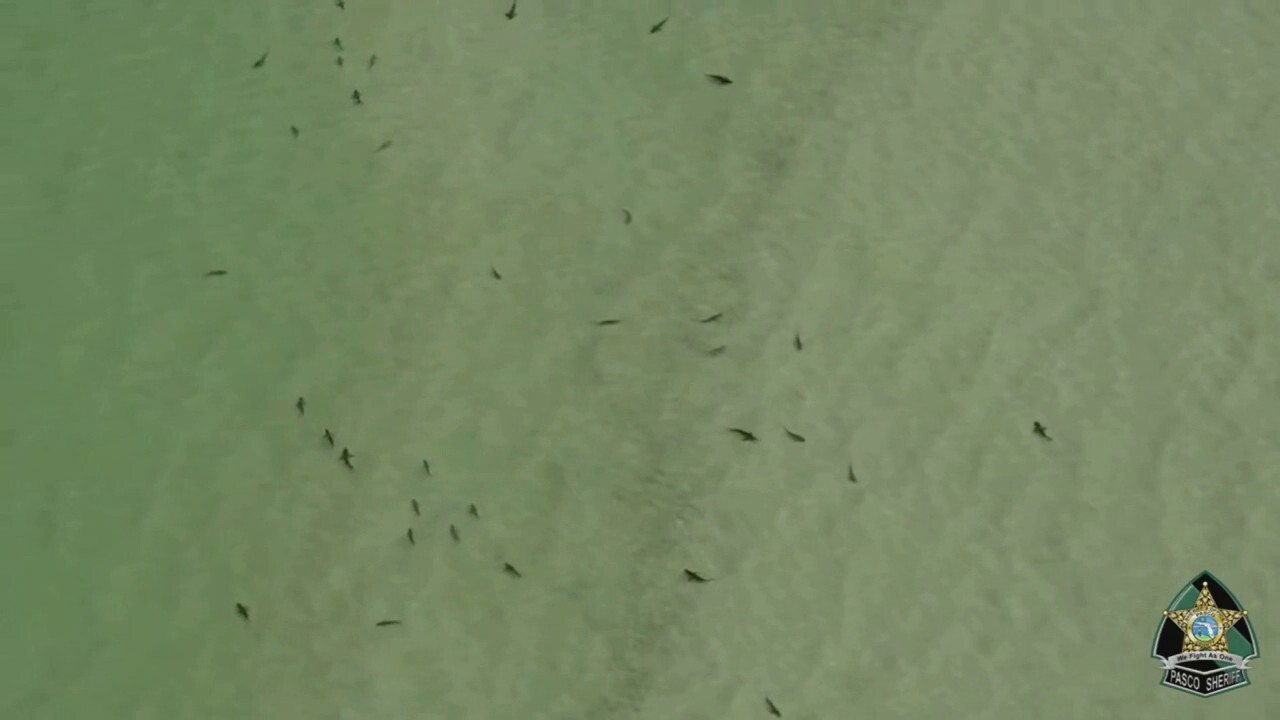 Florida sheriff captures video of shark-infested waters