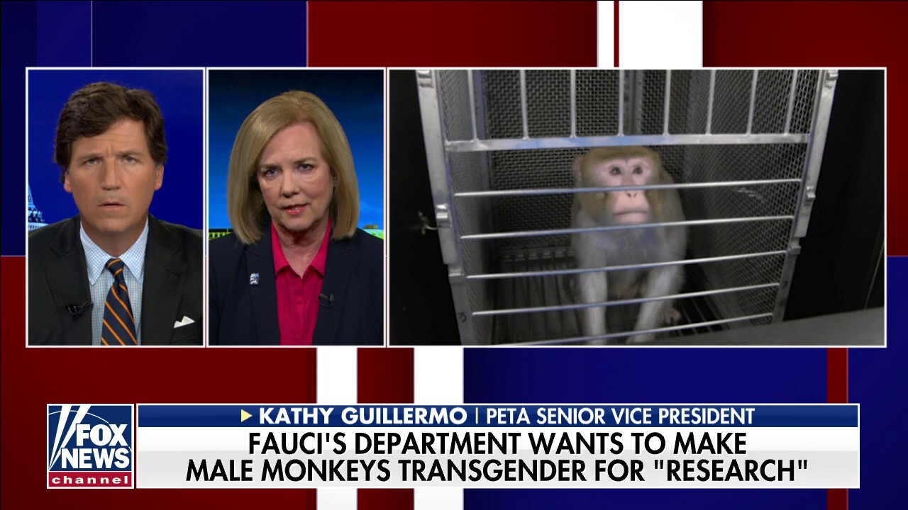 Fauci's NIH caught funding transgender monkeys experiment: PETA