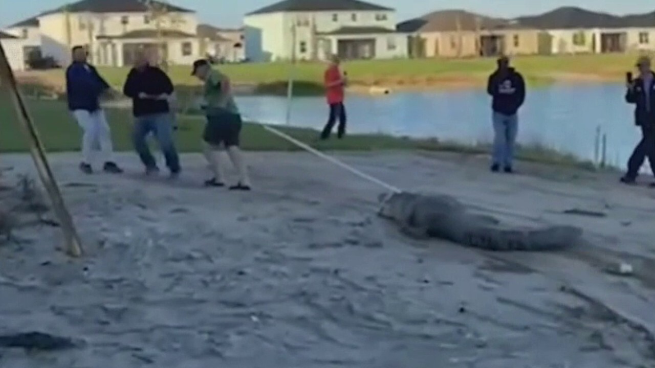12-foot alligator breaks into Florida home causing major damage