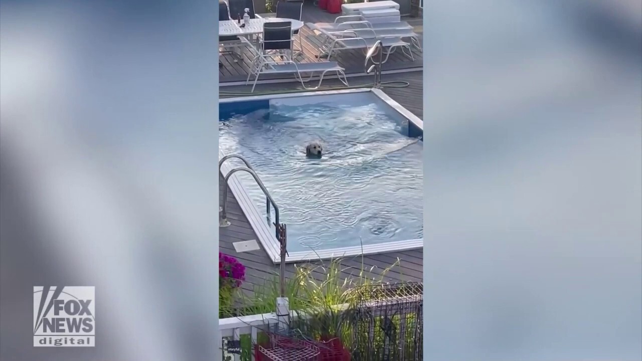 Come on in, the water's fine! Golden Retriever hops fence to take a dip