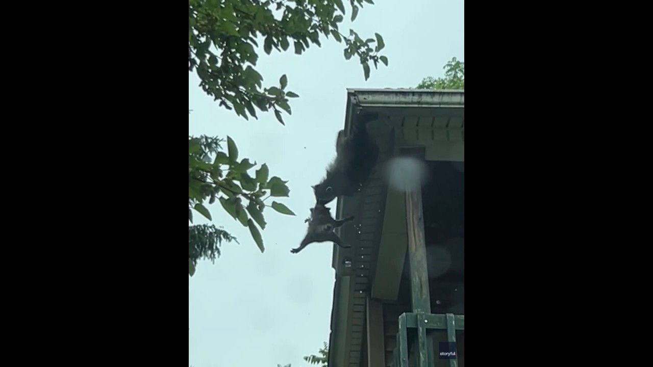 Mama raccoon performs dramatic rooftop rescue of kit in movie-like action