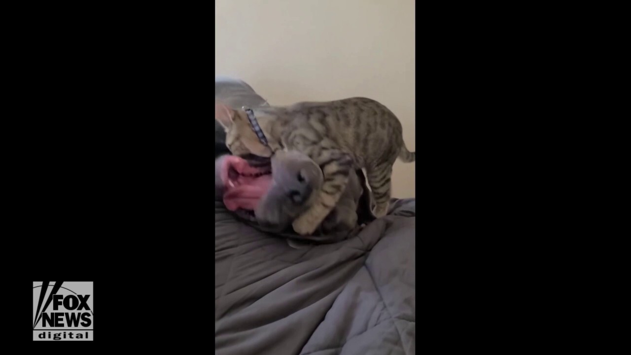 Animal love! Kitten tries to wrestle with 130-pound dog