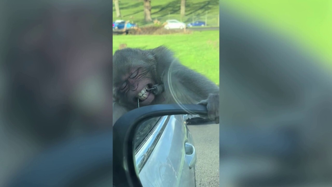 Monkey chews through car parts at safari park