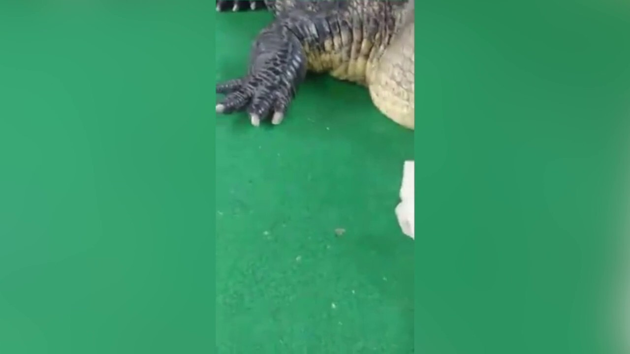 Albert the Alligator's 'dad' plays with his 11-foot, 750-pound pet