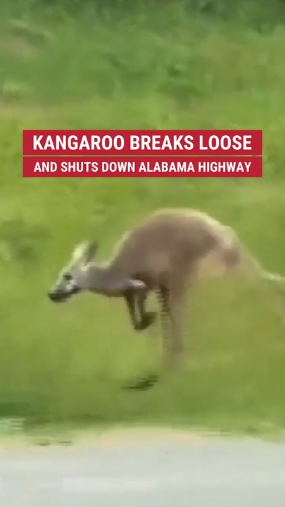 Kangaroo breaks escaped   and shuts down   Alabama highway