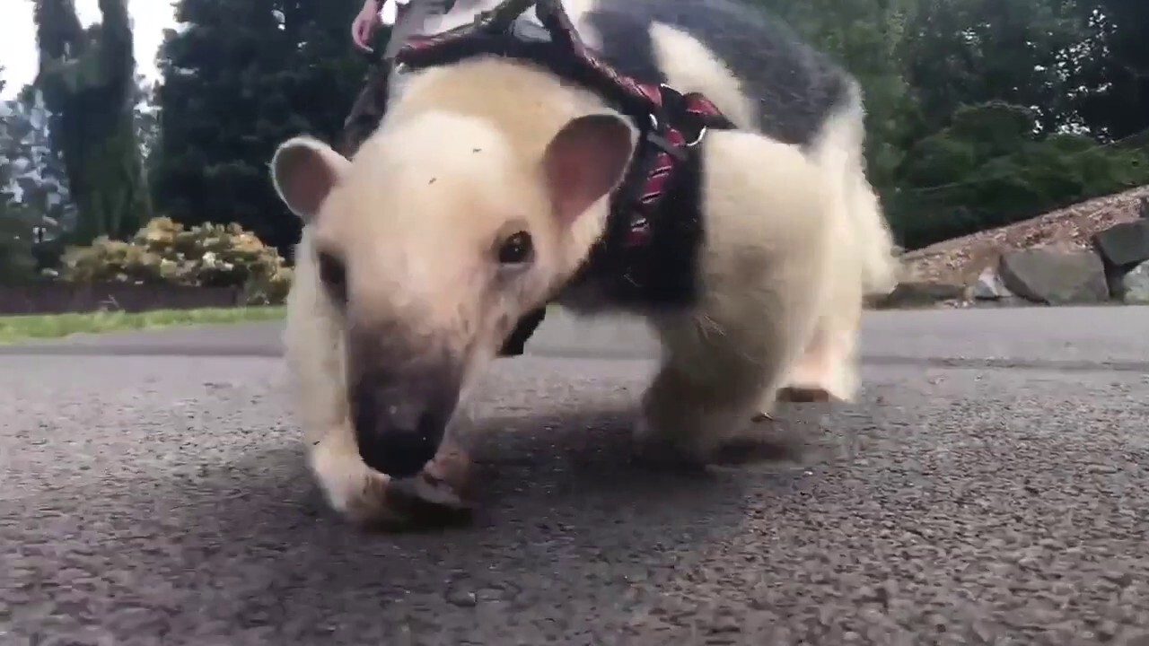 A tamandua was captured on video going on an 'ant-seeking' adventure at its home in the Tacoma Zoo