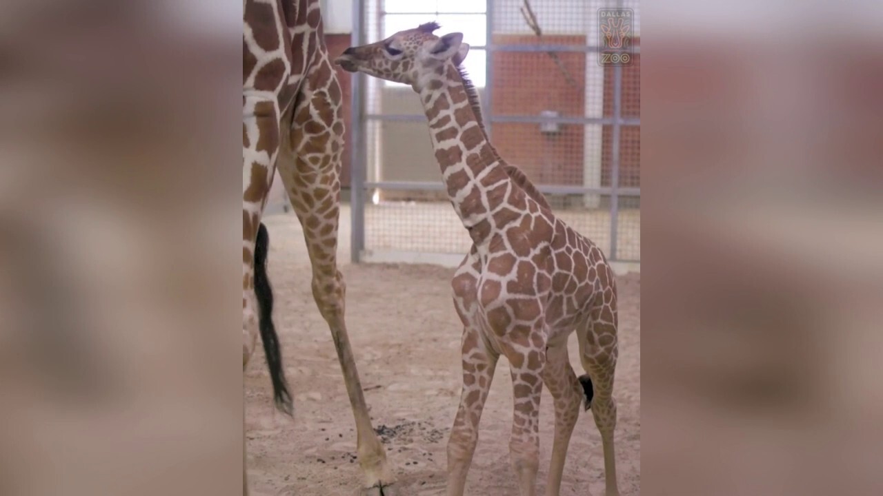 Dallas Zoo welcomes baby giraffe
