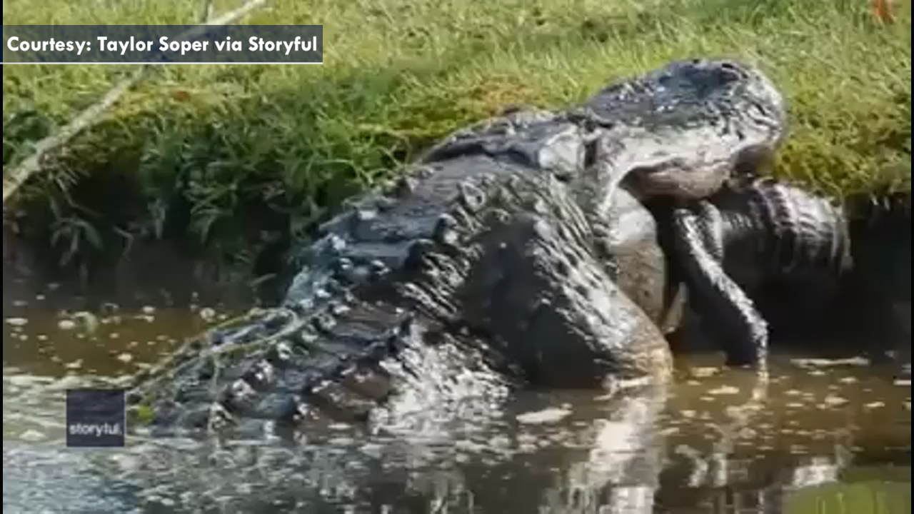 Alligator filmed eating smaller alligator in South Carolina