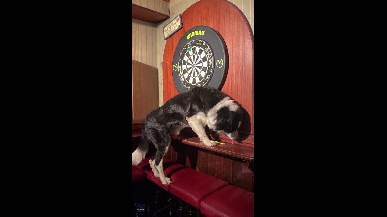 Doggy darts! Canine helps his owner play darts — see the video