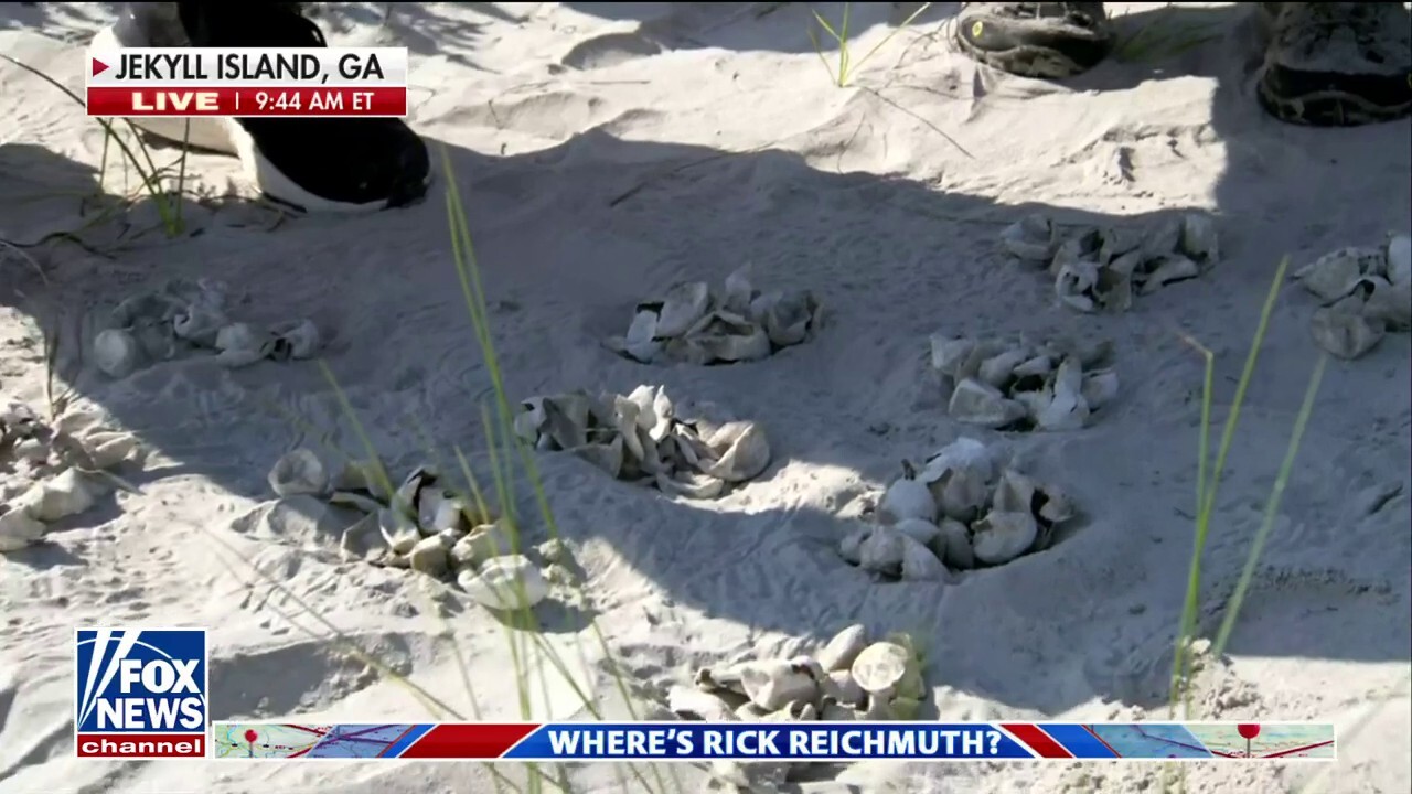 Rick Reichmuth explores sea turtle nest in Jekyll Island 