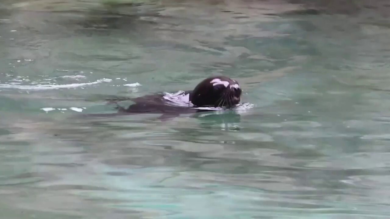 Sea lion pup makes debut at Washington Zoo