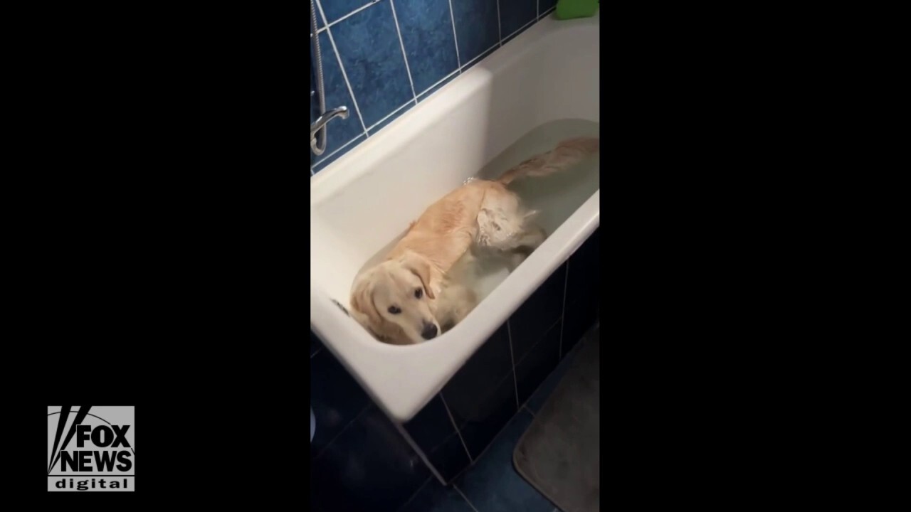 Dog grabs some relief from heatwave in cool bath water