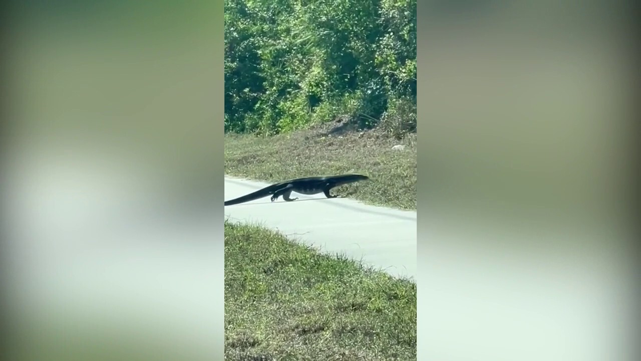 Инвазивен, 5-футов дълъг гущер, видян близо до път във Флорида, видео показва: „Направих двойно вземане“