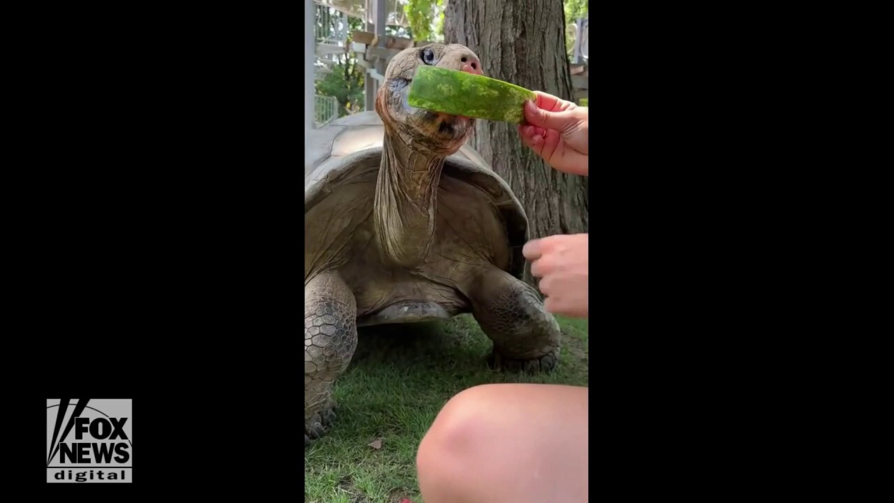 Tortoise Chows Down On Juicy Watermelon Fox News Video