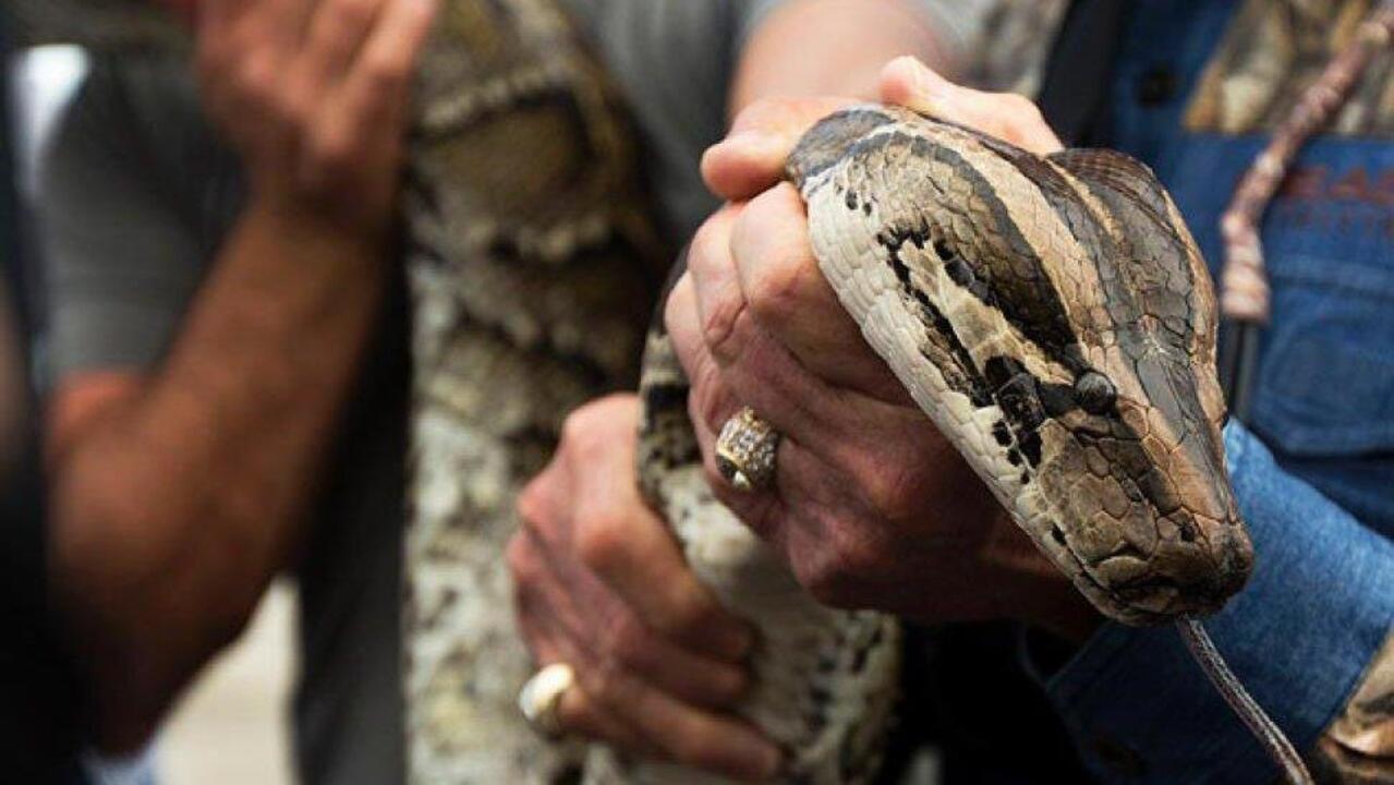 2016 python challenge begins in Florida