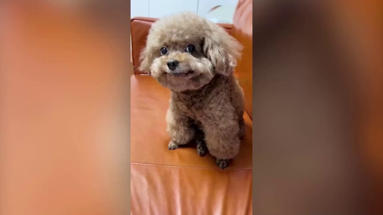 Toy poodles go viral for their adorable smiles