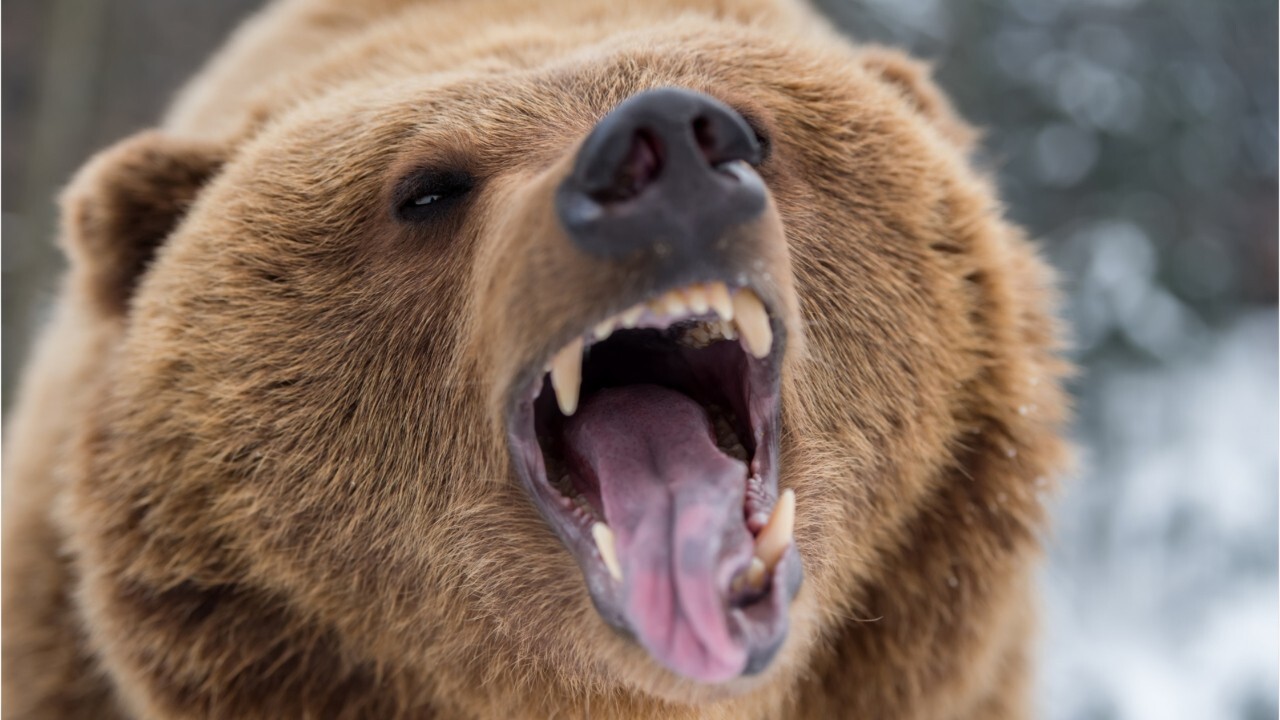 What To Do When A Bear Attacks Fox News Video