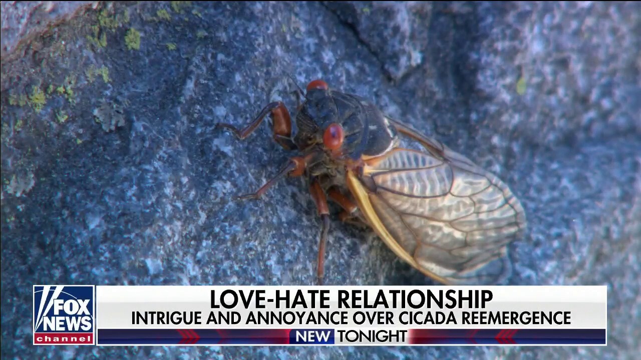 Cicadas take over Capitol Hill after 17-year absence