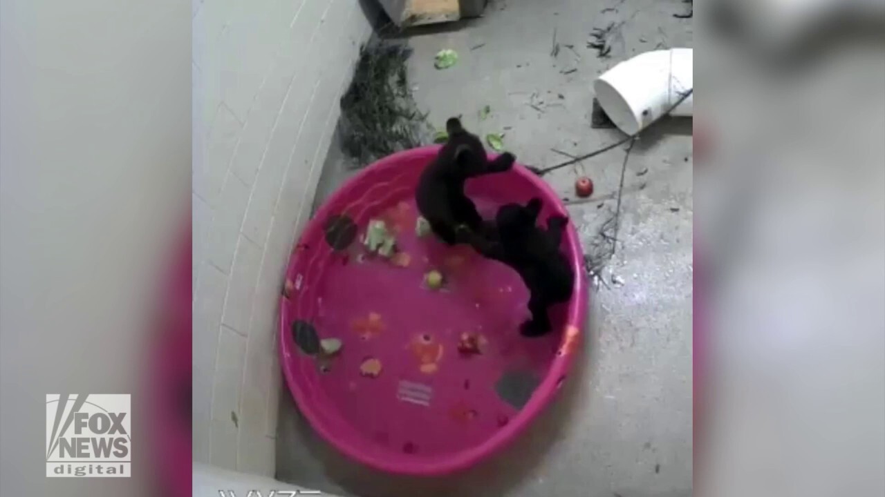 Baby bears spotted wrestling in kiddy pool