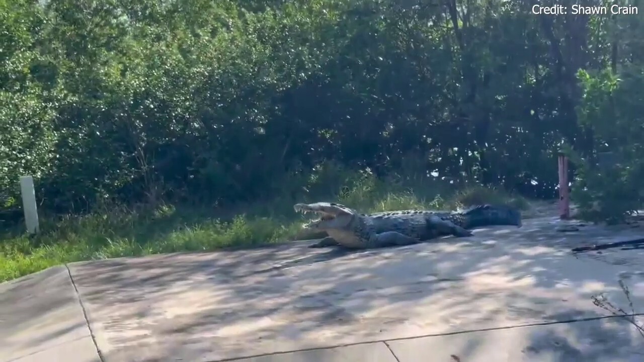 Man who works in Everglades national park captures massive crocodile known as 'half-jaw' on camera